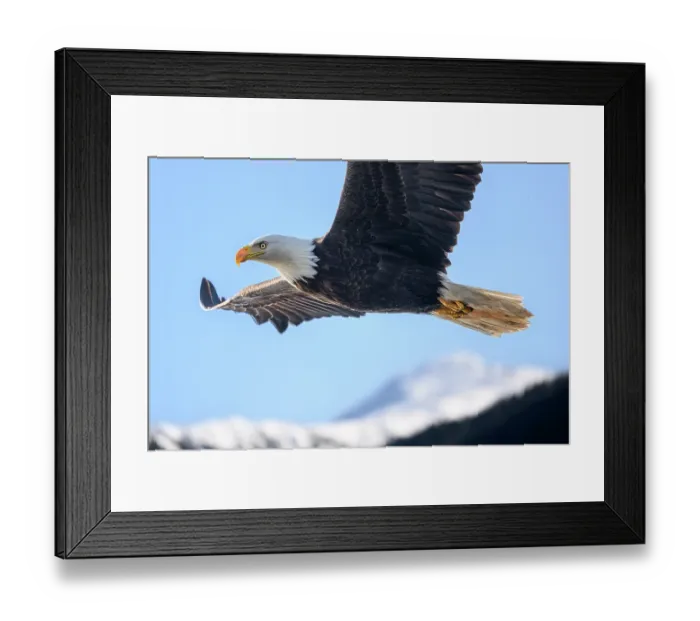 Framed Print : Bald eagle (Haliaeetus leucocephalus) in flight over Sitka Sound, Sitka, Alaska, USA Framed Print : Bald eagle (Haliaeetus leucocephalus) in flight over Sitka Sound, Sitka, Alaska, USA