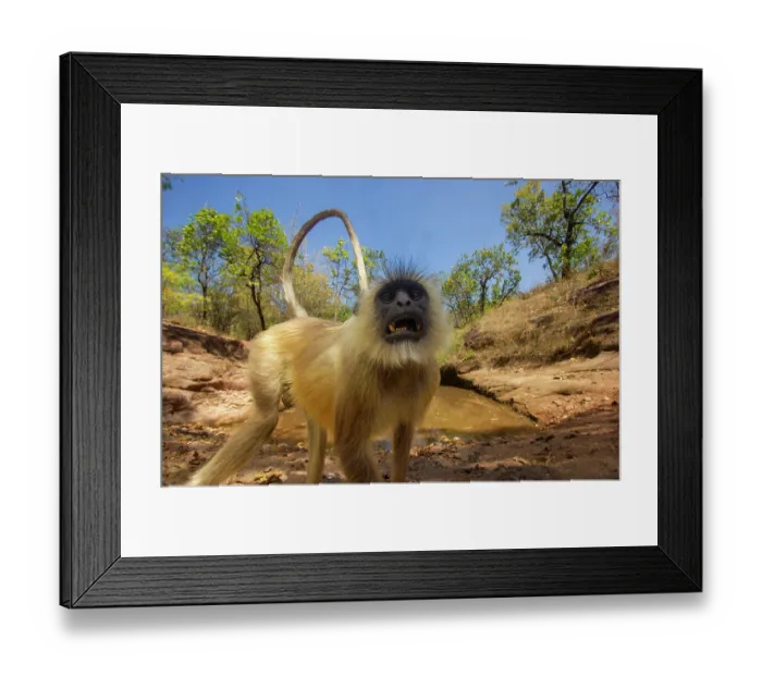 Framed Print : Hanuman langur (Semnopithecus entellus) portrait, Bandhavgarh National Park, Madhya Pradesh, India. Camera trap image Framed Print : Hanuman langur (Semnopithecus entellus) portrait, Bandhavgarh National Park, Madhya Pradesh, India. Camera trap image