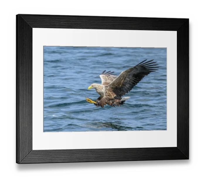 Framed Print : White-tailed eagle (Haliaeetus albicilla) fishing on Loch Na Keel, Isle of Mull, Scotland, UK. June. Controlled conditions Framed Print : White-tailed eagle (Haliaeetus albicilla) fishing on Loch Na Keel, Isle of Mull, Scotland, UK. June. Controlled conditions