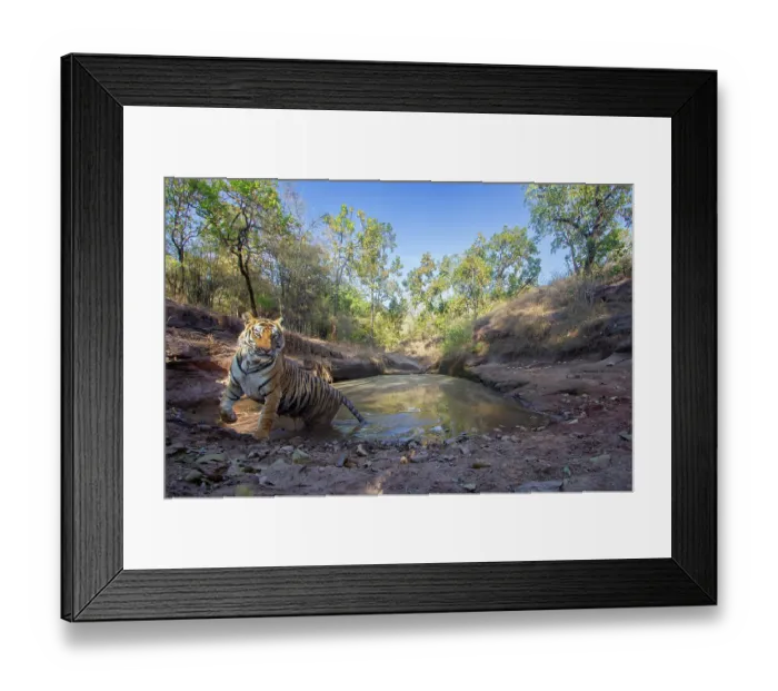 Framed Print : Bengal tiger (Panthera tigris tigris) emerging from natural waterhole after cooling off, Bandhavgarh National Park, Madhya Pradesh, India. Endangered. Camera trap Framed Print : Bengal tiger (Panthera tigris tigris) emerging from natural waterhole after cooling off, Bandhavgarh National Park, Madhya Pradesh, India. Endangered. Camera trap
