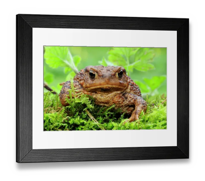 Framed Print : RF - Common toad (Bufo bufo) male, portrait, Dorset, England, UK. March. Captive. (This image may be licensed either as rights managed or royalty free.)