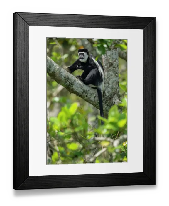 Framed Print : Black and white colobus (Colobus guereza) sitting in tree, Kibale Forest National Park, Uganda Framed Print : Black and white colobus (Colobus guereza) sitting in tree, Kibale Forest National Park, Uganda