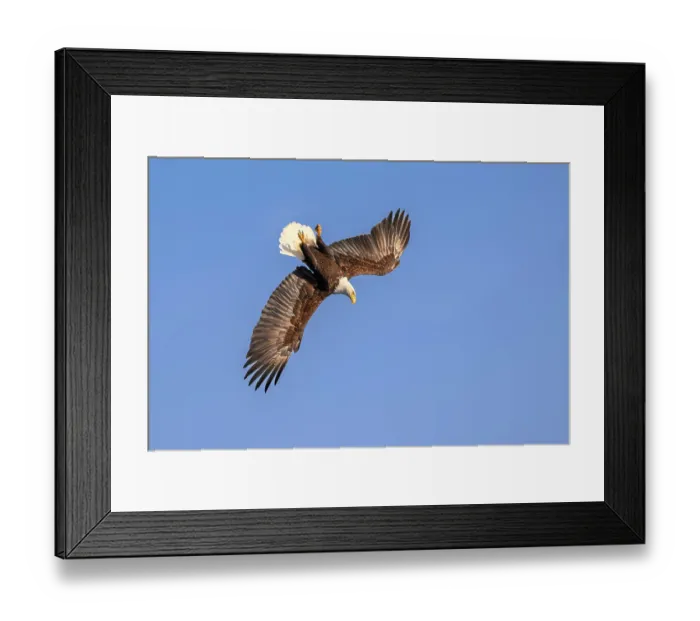 Framed Print : RF - Bald eagle (Haliaeetus leucocephalus) in flight, swooping down over Sitka Sound, Alaska, USA. March. (This image may be licensed either as rights managed or royalty free.) Framed Print : RF - Bald eagle (Haliaeetus leucocephalus) in flight, swooping down over Sitka Sound, Alaska, USA. March. (This image may be licensed either as rights managed or royalty free.)