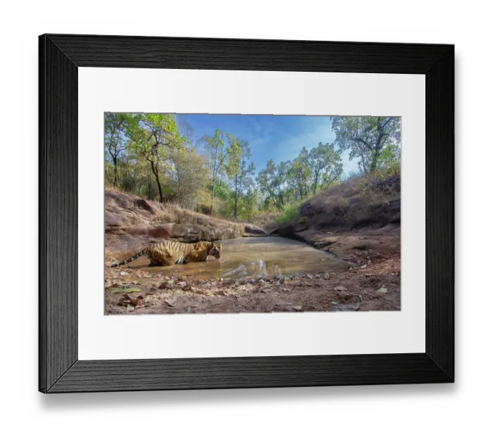 Framed Print : Bengal tiger (Panthera tigris tigris) standing in natural waterhole to cool off, Bandhavgarh National Park, Madhya Pradesh, India. Endangered. Camera trap Framed Print : Bengal tiger (Panthera tigris tigris) standing in natural waterhole to cool off, Bandhavgarh National Park, Madhya Pradesh, India. Endangered. Camera trap