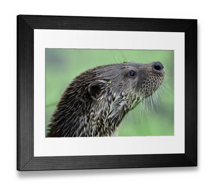 Framed Print : RF - Otter (Lutra lutra) head portrait, Devon, England, UK. July. Captive. (This image may be licensed either as rights managed or royalty free.) Framed Print : RF - Otter (Lutra lutra) head portrait, Devon, England, UK. July. Captive. (This image may be licensed either as rights managed or royalty free.)