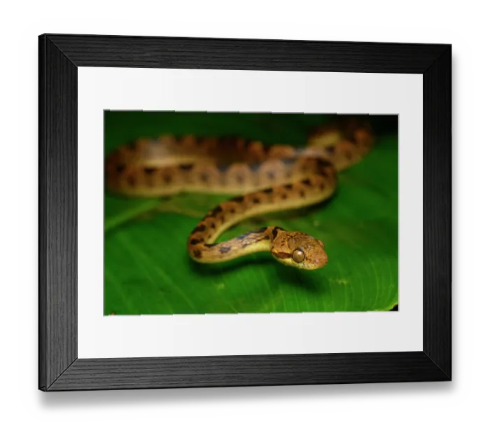 Framed Print : RF - Northern cat-eyed snake (Leptodeira septentrionalis) resting on leaf. Piedras Blancas National Park, near Osa Peninsula, Costa Rica Framed Print : RF - Northern cat-eyed snake (Leptodeira septentrionalis) resting on leaf. Piedras Blancas National Park, near Osa Peninsula, Costa Rica