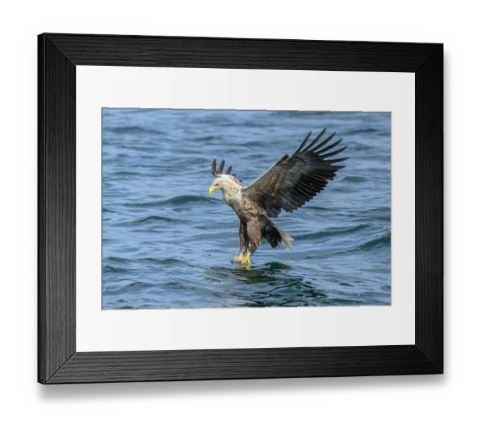 Framed Print : White-tailed eagle (Haliaeetus albicilla) fishing on Loch Na Keel, Isle of Mull, Scotland, UK. June. Controlled conditions Framed Print : White-tailed eagle (Haliaeetus albicilla) fishing on Loch Na Keel, Isle of Mull, Scotland, UK. June. Controlled conditions