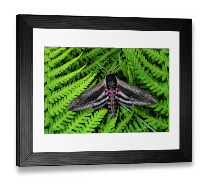 Framed Print : RF - Privet hawkmoth (Sphinx ligustri) resting on ferns, Dorset, England, UK. June. Captive. (This image may be licensed either as rights managed or royalty free.) Framed Print : RF - Privet hawkmoth (Sphinx ligustri) resting on ferns, Dorset, England, UK. June. Captive. (This image may be licensed either as rights managed or royalty free.)