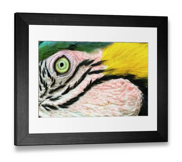 Framed Print : RF - Blue-and-yellow macaw (Ara ararauna) face detail, northern Pantanal, Mato Grosso, Brazil. (This image may be licensed either as rights managed or royalty free.) Framed Print : RF - Blue-and-yellow macaw (Ara ararauna) face detail, northern Pantanal, Mato Grosso, Brazil. (This image may be licensed either as rights managed or royalty free.)