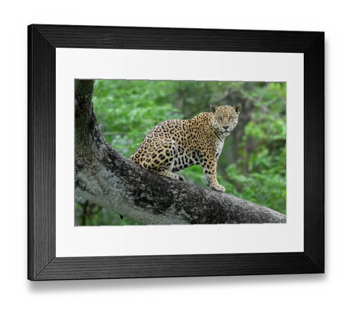 Framed Print : RF - Jaguar (Panthera onca) male, sitting on branch of a tree, Three Brothers River system, Porto Jofre, Pantanal, Brazil Framed Print : RF - Jaguar (Panthera onca) male, sitting on branch of a tree, Three Brothers River system, Porto Jofre, Pantanal, Brazil