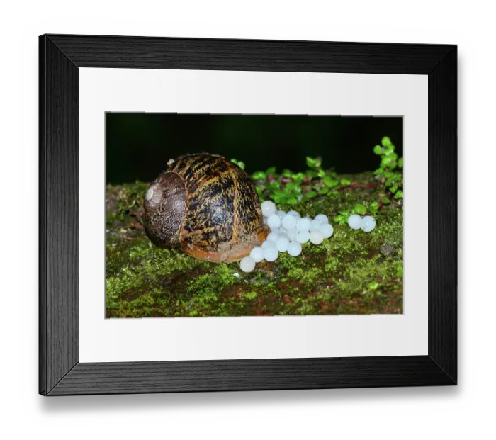 Framed Print : Garden snail (Cornu aspersum) laying eggs, Dorset, England, UK. June Framed Print : Garden snail (Cornu aspersum) laying eggs, Dorset, England, UK. June