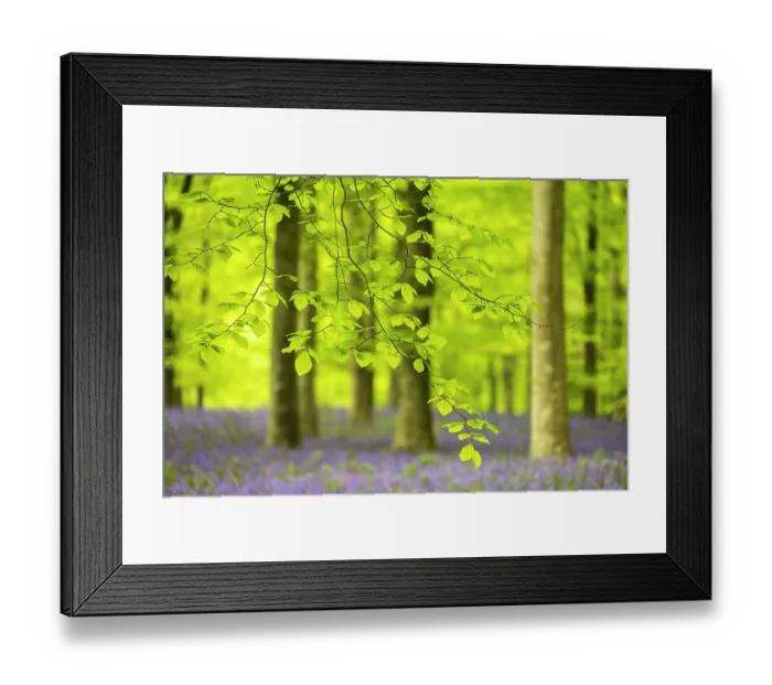 Framed Print : Freshly emerged Beech (Fagus sylvatica) leaves in woodland with Bluebells (Hyacinthoides non-scripta) in flower in spring, Ashmore, Dorset, England, UK. April Framed Print : Freshly emerged Beech (Fagus sylvatica) leaves in woodland with Bluebells (Hyacinthoides non-scripta) in flower in spring, Ashmore, Dorset, England, UK. April