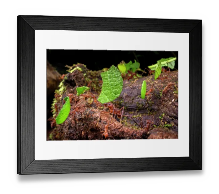 Framed Print : RF - Leaf-cutter ants (Atta sp. or Acromyrmex sp.) carrying leaf fragments to the colony in lowland rainforest, Piedras Blancas National Park, near Osa Peninsula, Costa Rica Framed Print : RF - Leaf-cutter ants (Atta sp. or Acromyrmex sp.) carrying leaf fragments to the colony in lowland rainforest, Piedras Blancas National Park, near Osa Peninsula, Costa Rica