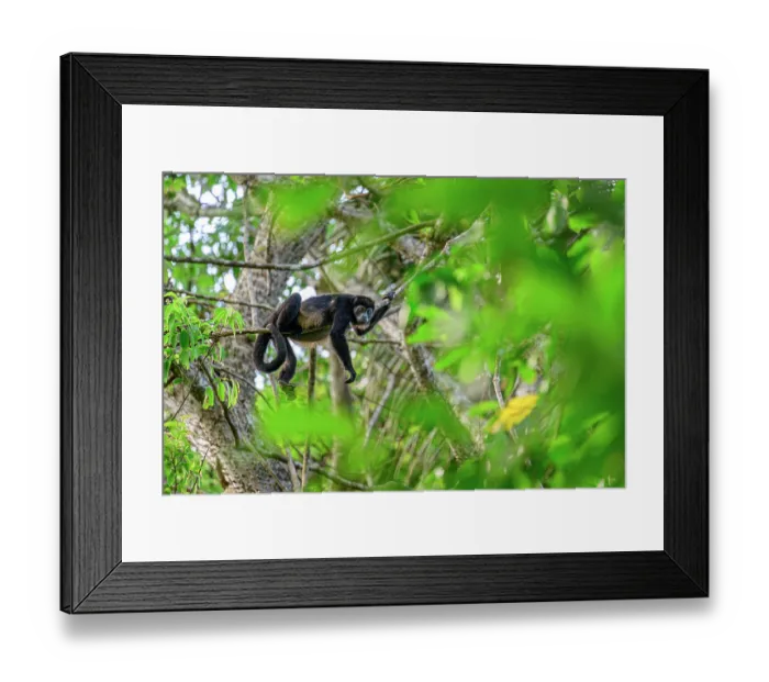 Framed Print : RF - Mantled howler monkey (Alouatta palliata) resting on branch in rainforest canopy, Osa Peninsula, Costa Rica Framed Print : RF - Mantled howler monkey (Alouatta palliata) resting on branch in rainforest canopy, Osa Peninsula, Costa Rica