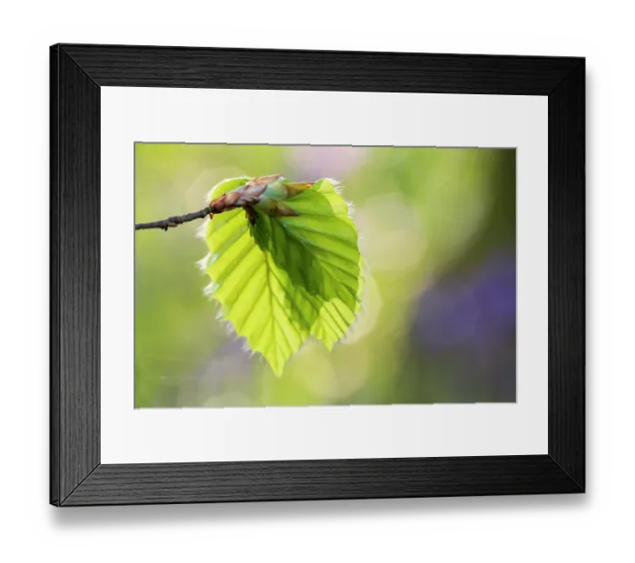 Framed Print : Freshly emerged Beech (Fagus sylvatica) leaves in spring, Coombe Valley, Cornwall, England, UK. April Framed Print : Freshly emerged Beech (Fagus sylvatica) leaves in spring, Coombe Valley, Cornwall, England, UK. April