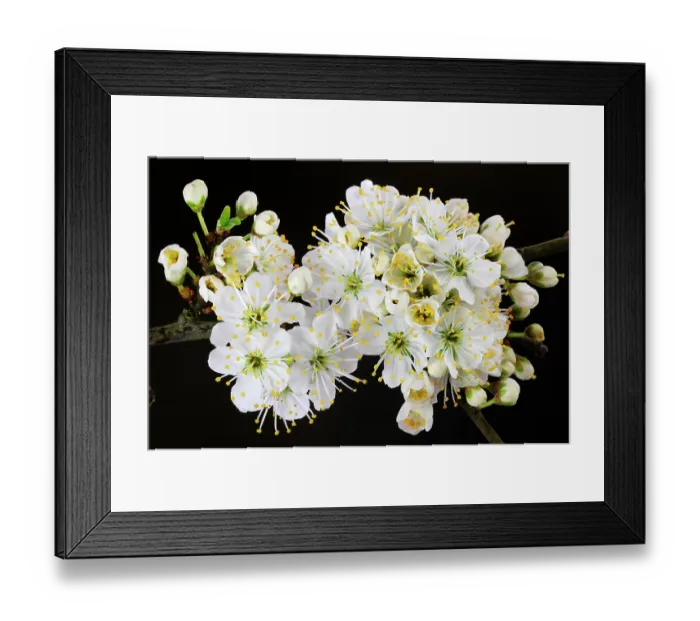 Framed Print : Blackthorn (Prunus spinosa) blossom, Dorset, England, UK. March Framed Print : Blackthorn (Prunus spinosa) blossom, Dorset, England, UK. March