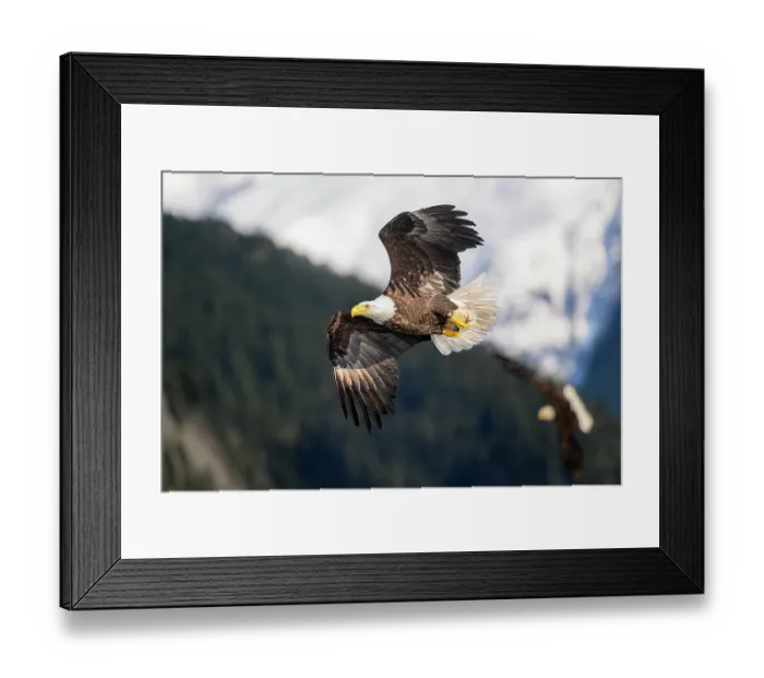 Framed Print : RF - Bald eagle (Haliaeetus leucocephalus) in flight carrying Pacific herring (Clupea pallasii) prey, Sitka Sound, Alaska, USA. March Framed Print : RF - Bald eagle (Haliaeetus leucocephalus) in flight carrying Pacific herring (Clupea pallasii) prey, Sitka Sound, Alaska, USA. March