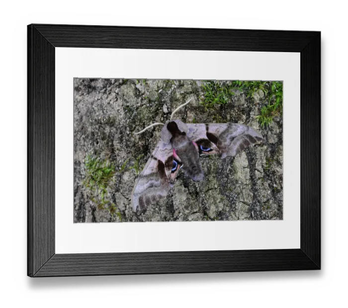 Framed Print : Eyed hawkmoth (Smerinthus ocellata) resting on bark. Captive Framed Print : Eyed hawkmoth (Smerinthus ocellata) resting on bark. Captive