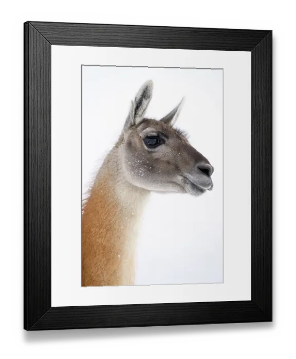 Framed Print : RF - Guanaco (Lama guanicoe) head portrait, Torres del Paine National Park, Patagonia, Chile. (This image may be licensed either as rights managed or royalty free.) Framed Print : RF - Guanaco (Lama guanicoe) head portrait, Torres del Paine National Park, Patagonia, Chile. (This image may be licensed either as rights managed or royalty free.)