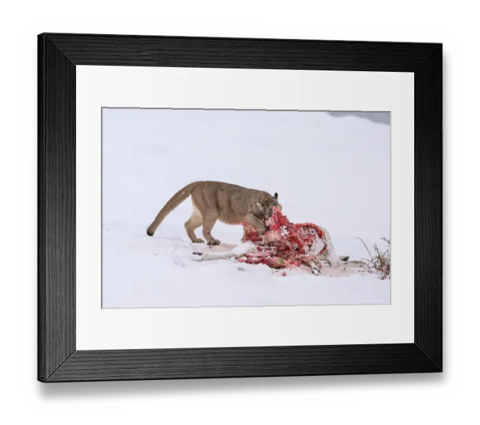 Framed Print : Puma (Puma concolor) female, feeding on Guanaco (Lama guanicoe) prey in deep snow, Torres del Paine National Park, Patagonia, Chile Framed Print : Puma (Puma concolor) female, feeding on Guanaco (Lama guanicoe) prey in deep snow, Torres del Paine National Park, Patagonia, Chile