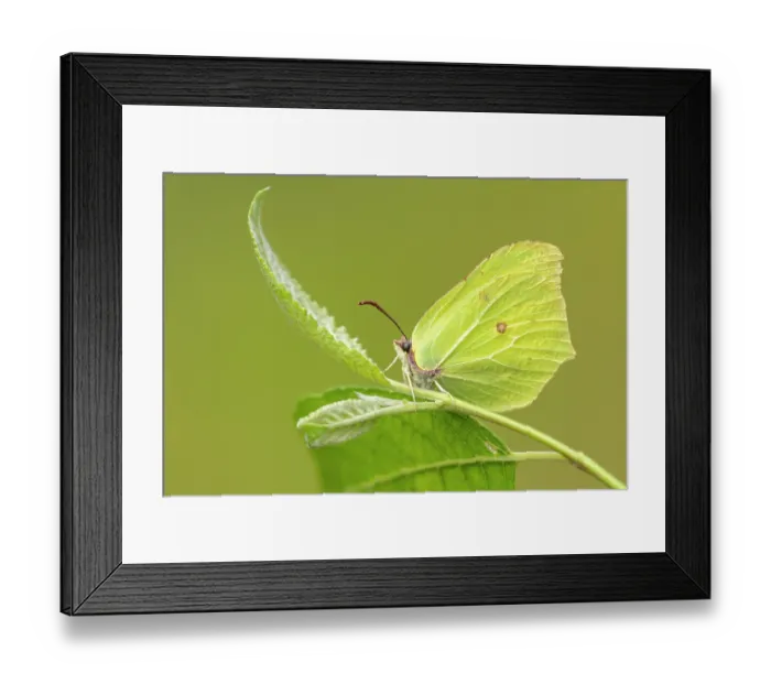 Framed Print : Brimstone butterfly (Gonepteryx rhamni) resting on a leaf, Meeth Quarry, Devon, England, UK. June Framed Print : Brimstone butterfly (Gonepteryx rhamni) resting on a leaf, Meeth Quarry, Devon, England, UK. June