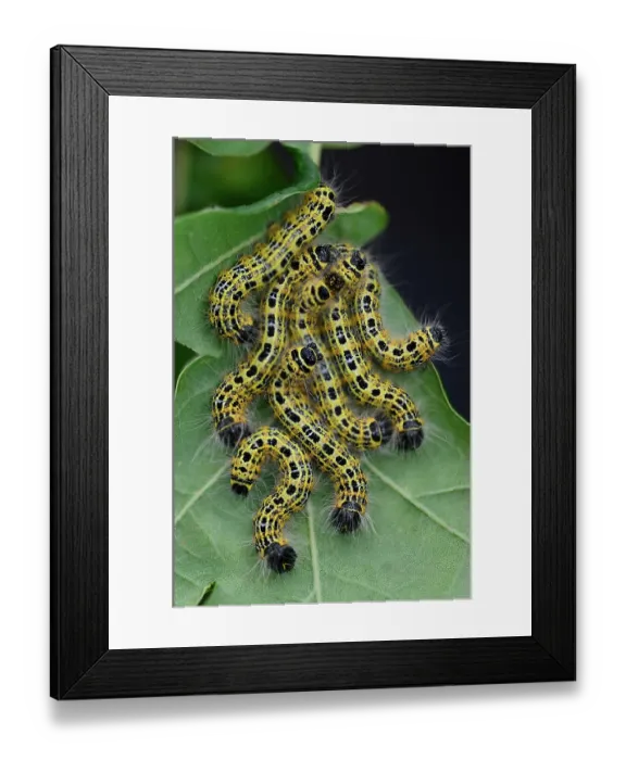 Framed Print : Group of Buff-tip (Phalera bucephala) caterpillars on underside of Oak leaf, Dorset, England, UK. August