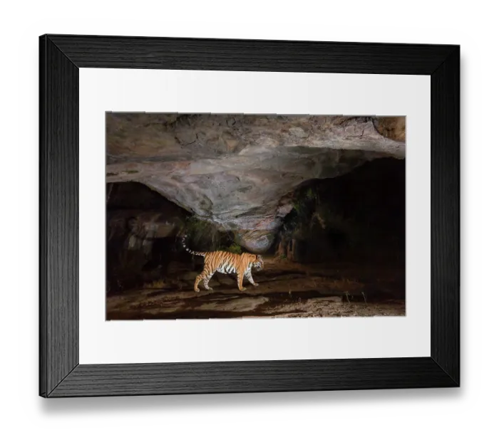 Framed Print : Bengal tiger (Panthera tigris tigris) female, passing under stone arch, formed by weathering, believed to be centuries old. Bandhavgarh Tiger Reserve, Madhya Pradesh, India