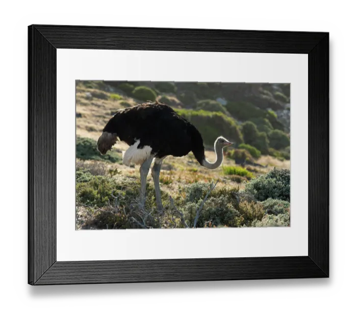 Framed Print : South African ostrich (Struthio camelus australis) male, standing on rocky ground with fynbos vegetation, Cape Point Nature Reserve, Table Mountain National Park, Western Cape Framed Print : South African ostrich (Struthio camelus australis) male, standing on rocky ground with fynbos vegetation, Cape Point Nature Reserve, Table Mountain National Park, Western Cape