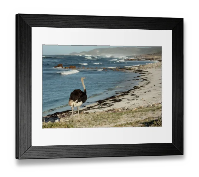 Framed Print : South African ostrich (Struthio camelus australis) male, walking along beach, Cape Point Nature Reserve, Table Mountain National Park, Western Cape, South Africa Framed Print : South African ostrich (Struthio camelus australis) male, walking along beach, Cape Point Nature Reserve, Table Mountain National Park, Western Cape, South Africa