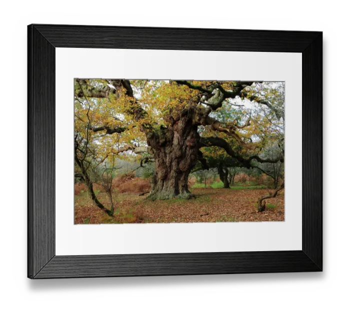Framed Print : Ancient Oak (Quercus robur) tree (The Maiden Oak) in autumn, New Forest, Hampshire, England, UK. November Framed Print : Ancient Oak (Quercus robur) tree (The Maiden Oak) in autumn, New Forest, Hampshire, England, UK. November