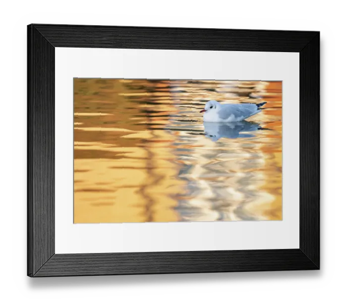 Framed Print : Black-headed gull (Chroicocephalus ridibundus) in winter plumage, on water, Bude, Cornwall, England, UK. January Framed Print : Black-headed gull (Chroicocephalus ridibundus) in winter plumage, on water, Bude, Cornwall, England, UK. January