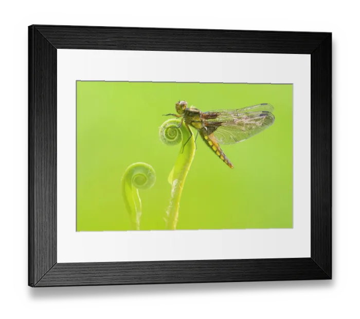 Framed Print : RF - Broad-bodied darter dragonfly (Libellula depressa), newly emerged teneral adult resting on Harts tongue fern (Asplenium scolopendrium), Broxwater, Cornwall, England, UK. May Framed Print : RF - Broad-bodied darter dragonfly (Libellula depressa), newly emerged teneral adult resting on Harts tongue fern (Asplenium scolopendrium), Broxwater, Cornwall, England, UK. May