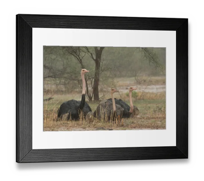 Framed Print : Three Masai ostriches (Struthio camelus massaicus) two males and female, resting on ground during thunderstorm with chicks sheltering under wings of adults Framed Print : Three Masai ostriches (Struthio camelus massaicus) two males and female, resting on ground during thunderstorm with chicks sheltering under wings of adults