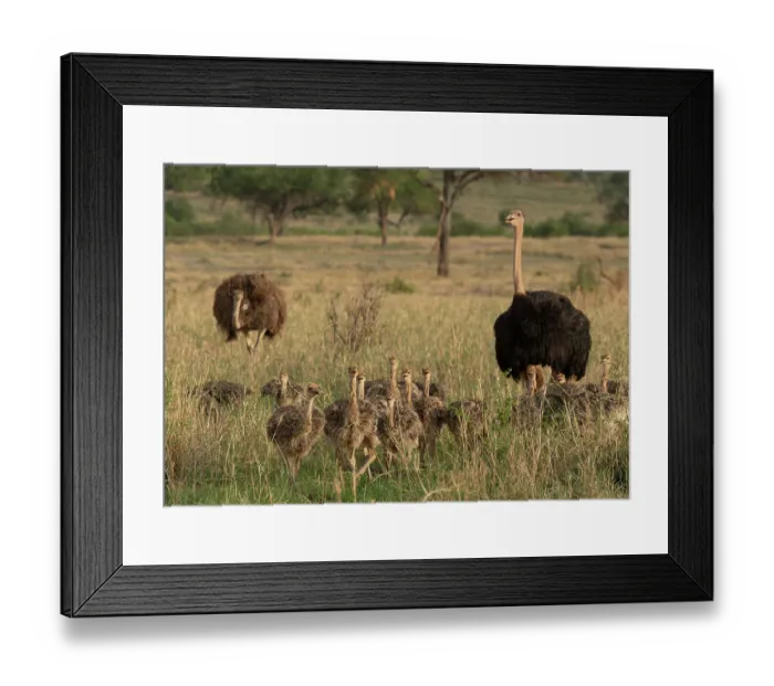 Framed Print : Masai ostriches (Struthio camelus massaicus) pair with chicks walking through grassland, Tarangire National Park, Tanzania Framed Print : Masai ostriches (Struthio camelus massaicus) pair with chicks walking through grassland, Tarangire National Park, Tanzania