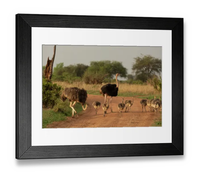 Framed Print : Masai ostriches (Struthio camelus massaicus) pair with chicks crossing dirt road, Tarangire National Park, Tanzania Framed Print : Masai ostriches (Struthio camelus massaicus) pair with chicks crossing dirt road, Tarangire National Park, Tanzania