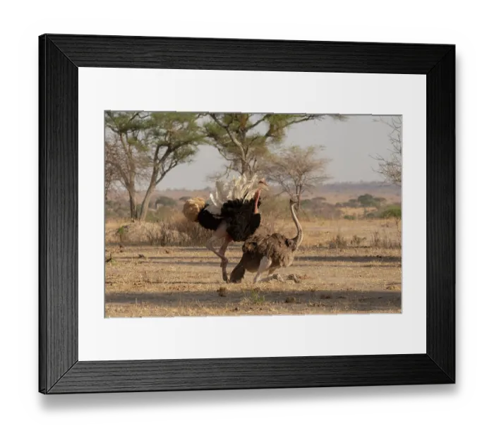 Framed Print : Masai ostriches (Struthio camelus massaicus) pair mating, Tarangire National Park, Tanzania Framed Print : Masai ostriches (Struthio camelus massaicus) pair mating, Tarangire National Park, Tanzania