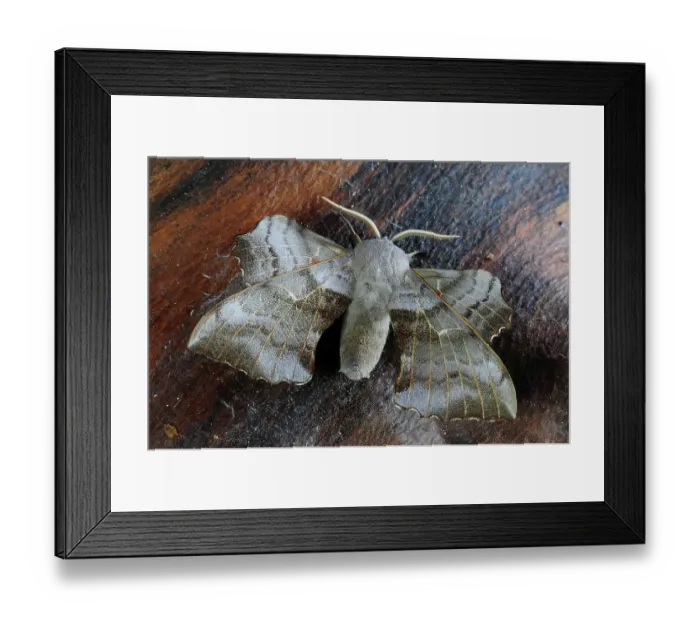 Framed Print : Poplar hawkmoth (Laothoe populi) resting, Dorset, England, UK. July. Captive Framed Print : Poplar hawkmoth (Laothoe populi) resting, Dorset, England, UK. July. Captive