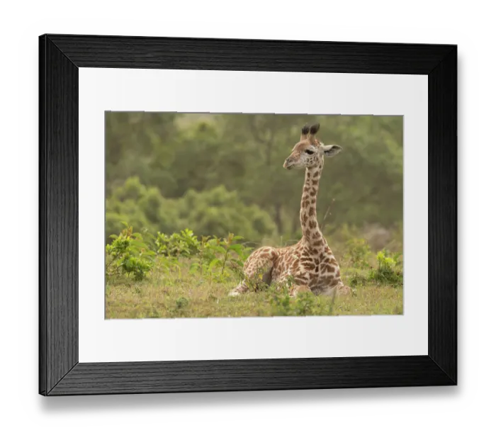 Framed Print : Masai giraffe (Giraffa camelopardalis tippelskirchi) resting, Arusha National Park, Tanzania Framed Print : Masai giraffe (Giraffa camelopardalis tippelskirchi) resting, Arusha National Park, Tanzania