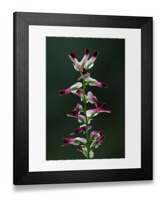 Framed Print : Ramping fumitory (Fumaria muralis) in flower, Dorset, England, UK. June. Studio shot Framed Print : Ramping fumitory (Fumaria muralis) in flower, Dorset, England, UK. June. Studio shot