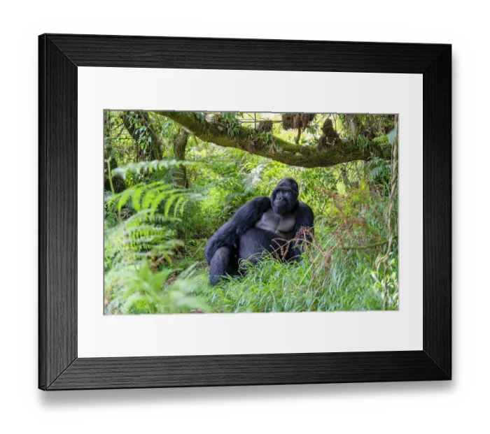 Framed Print : Mountain gorilla (Gorilla beringei beringei) silverback aged 42 years, resting under a tree, Mgahinga Gorilla National Park, Uganda. Endangered Framed Print : Mountain gorilla (Gorilla beringei beringei) silverback aged 42 years, resting under a tree, Mgahinga Gorilla National Park, Uganda. Endangered