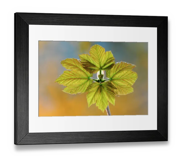 Framed Print : RF - Sycamore (Acer pseudoplatanus) fresh, new growth leaves in spring, Dorset, England, UK. April. Studio shot Framed Print : RF - Sycamore (Acer pseudoplatanus) fresh, new growth leaves in spring, Dorset, England, UK. April. Studio shot
