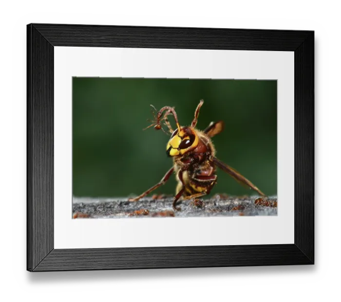 Framed Print : Hornet (Vespa crabro) with Red ant on its antenna, Dorset, England, UK. September. Controlled conditions Framed Print : Hornet (Vespa crabro) with Red ant on its antenna, Dorset, England, UK. September. Controlled conditions