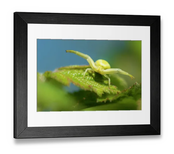Framed Print : RF - Golden-rod crab spider (Misumena vatia) resting on a Hazel leaf in hunting posture, Marsland Mouth, Cornwall, England, UK. April Framed Print : RF - Golden-rod crab spider (Misumena vatia) resting on a Hazel leaf in hunting posture, Marsland Mouth, Cornwall, England, UK. April