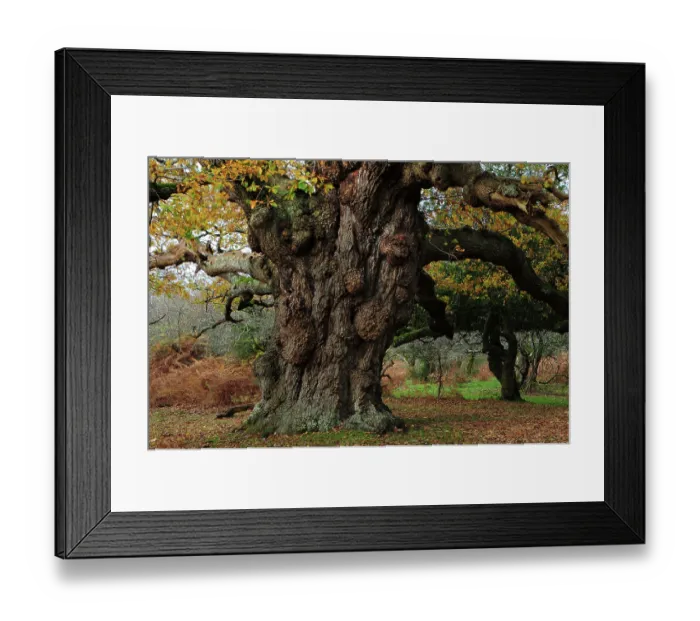 Framed Print : Ancient Oak (Quercus robur) tree (The Maiden Oak), Balmer Lawn, New Forest, Hampshire, UK. November, 2023 Framed Print : Ancient Oak (Quercus robur) tree (The Maiden Oak), Balmer Lawn, New Forest, Hampshire, UK. November, 2023