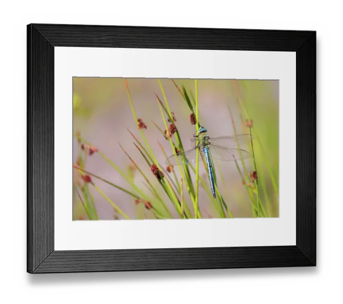 Framed Print : Emperor dragonfly (Anax imperator) male, with damaged wing, resting on reeds by water's edge, Meeth Quarry Nature Reserve, Devon, England, UK. June