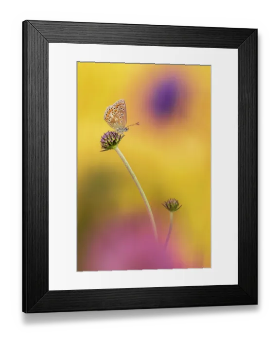 Framed Print : Common blue butterfly (Polyommatus icarus) female, resting on Devil's bit scabious (Succisa pratensis), Vealand Farm, Devon, England, UK. August Framed Print : Common blue butterfly (Polyommatus icarus) female, resting on Devil's bit scabious (Succisa pratensis), Vealand Farm, Devon, England, UK. August