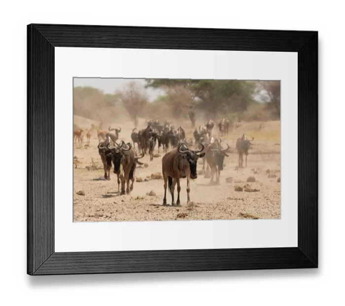 Framed Print : Wildebeest (Connochaetes taurinus) herd walking over dusty ground, Tarangire National Park, Tanzania Framed Print : Wildebeest (Connochaetes taurinus) herd walking over dusty ground, Tarangire National Park, Tanzania