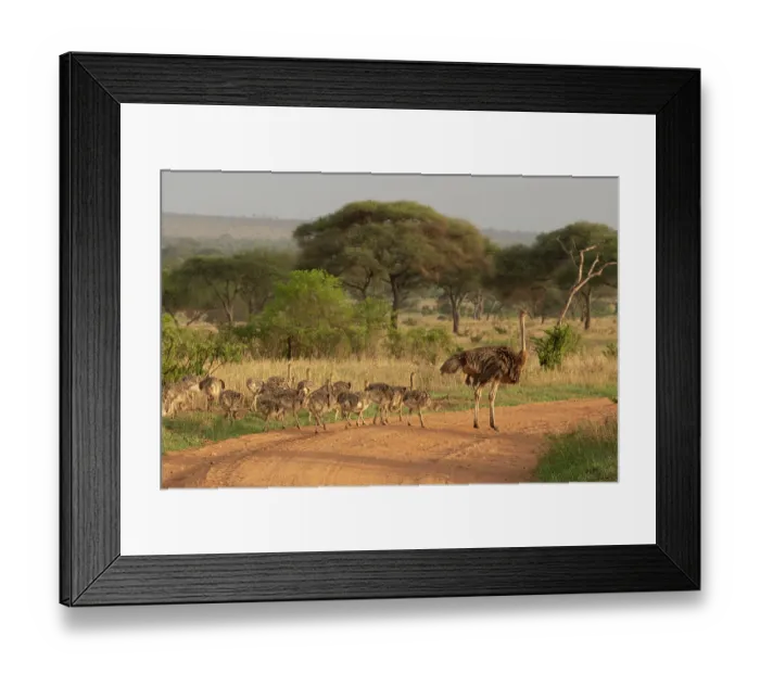 Framed Print : Masai ostrich (Struthio camelus massaicus) female with chicks crossing dirt road, Tarangire National Park, Tanzania Framed Print : Masai ostrich (Struthio camelus massaicus) female with chicks crossing dirt road, Tarangire National Park, Tanzania