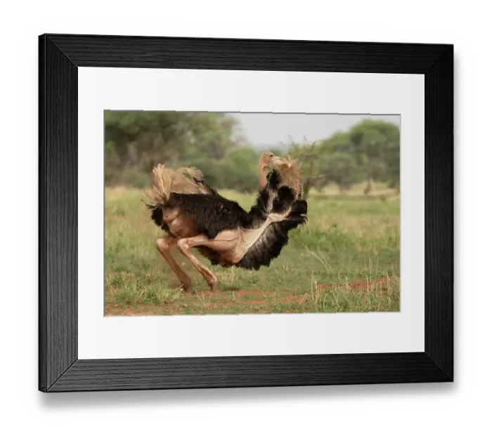 Framed Print : Masai ostrich (Struthio camelus massaicus) male, dust bathing, Tarangire National Park, Tanzania Framed Print : Masai ostrich (Struthio camelus massaicus) male, dust bathing, Tarangire National Park, Tanzania