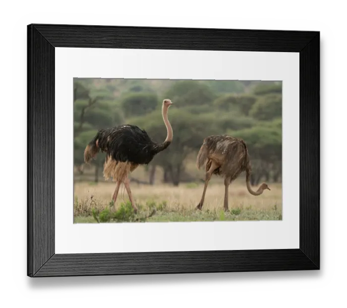 Framed Print : Masai ostriches (Struthio camelus massaicus) pair, with wet plumage after rainfall, Tarangire National Park, Tanzania Framed Print : Masai ostriches (Struthio camelus massaicus) pair, with wet plumage after rainfall, Tarangire National Park, Tanzania